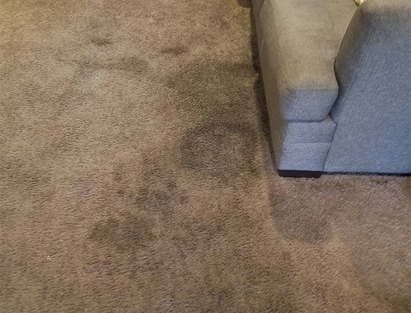 Carpet Cleaning in Millbrook, AL