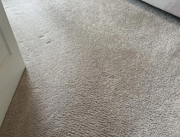 Pet Odor & Stain Removal in Montgomery, AL