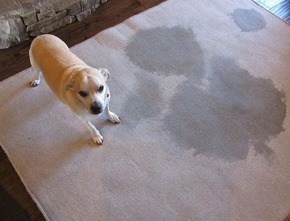 Pet Odor & Stain Removal in Montgomery, AL