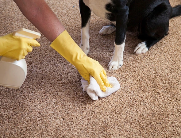 Pet Odor & Stain Removal in Montgomery, AL